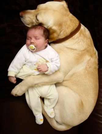 labradores-e-bebes-02