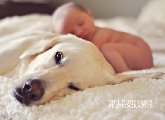 labradores-e-bebes-06