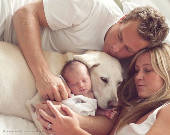 labradores-e-bebes-08