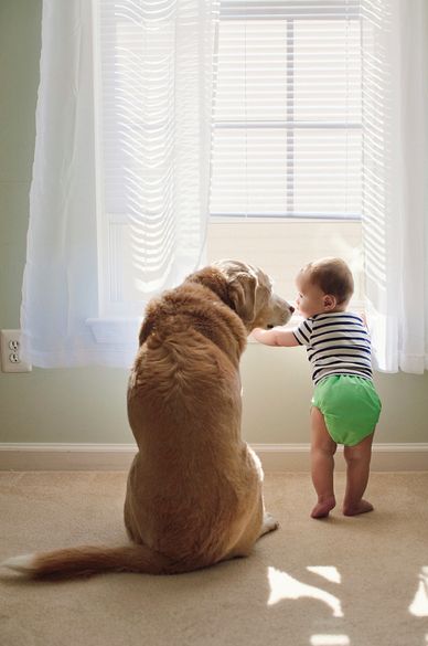 labradores-e-bebes-09