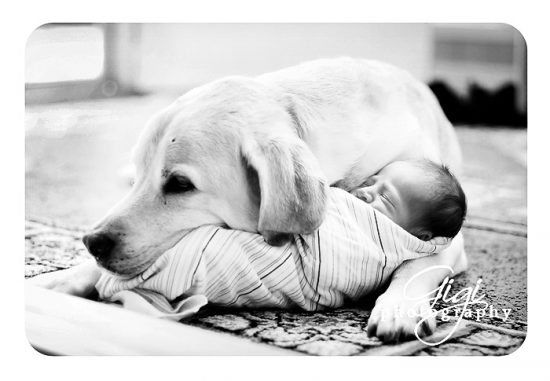 labradores-e-bebes-11