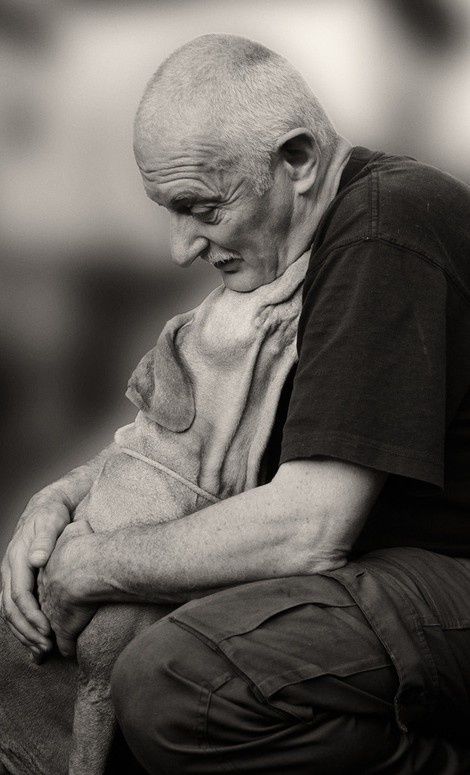 motivos-para-nao-ter-um-labrador-6