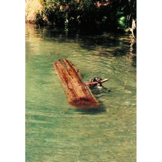 vezes-em-que-um-Labrador-te-surpreendeu-1