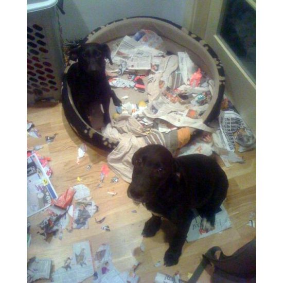 vezes-em-que-um-Labrador-te-surpreendeu-2