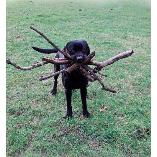 vezes-em-que-um-Labrador-te-surpreendeu-3