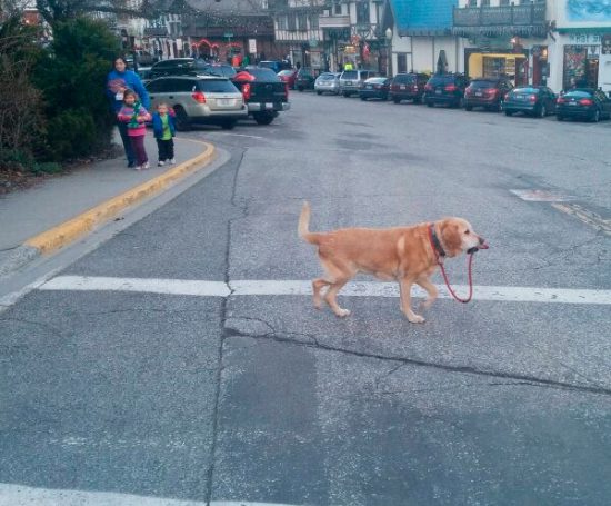 vezes-em-que-um-Labrador-te-surpreendeu-4