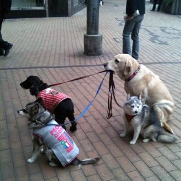 vezes-em-que-um-Labrador-te-surpreendeu-5