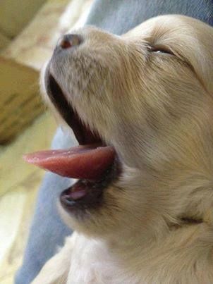 10-momentos-em-que-seu-labrador-derreteu-seu-coracao10