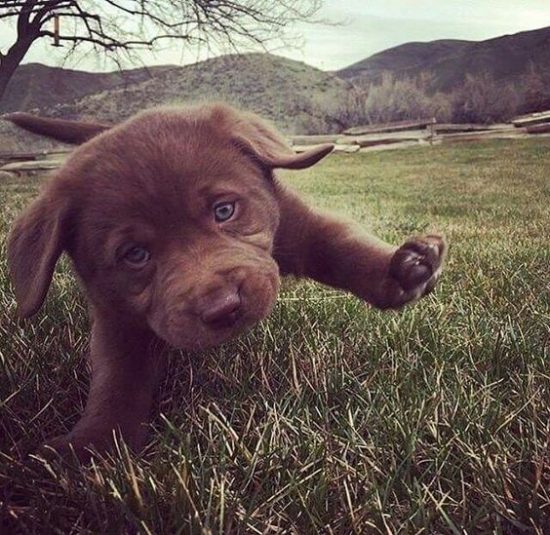 10-momentos-em-que-seu-labrador-derreteu-seu-coracao3