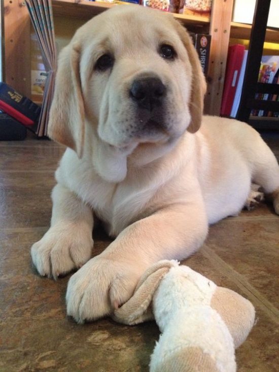 10-momentos-em-que-seu-labrador-derreteu-seu-coracao5