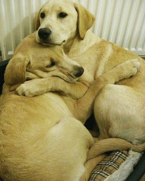 10-momentos-em-que-seu-labrador-derreteu-seu-coracao8