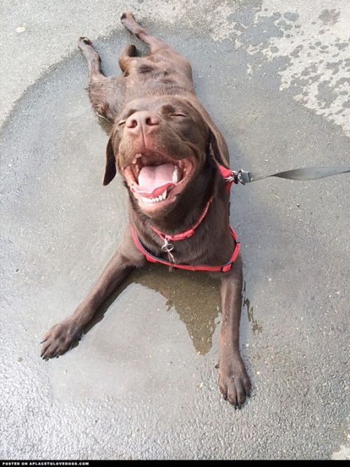 10-labradores-chocolate-para-adocar-seu-dia-10