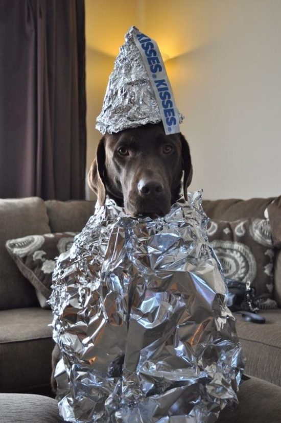 fantasia-labrador-02