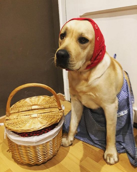 fantasia-labrador-06