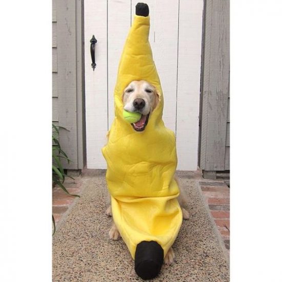 fantasia-labrador-08