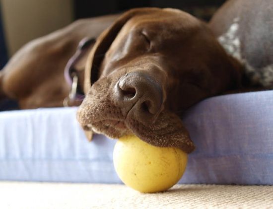 provas-labrador-dormir-qualquer-lugar-01