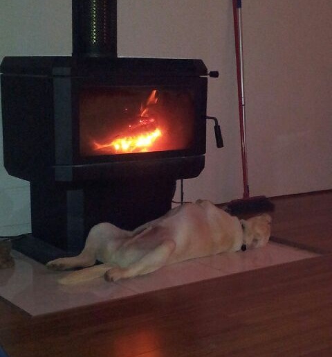 provas-labrador-dormir-qualquer-lugar-02