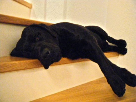 provas-labrador-dormir-qualquer-lugar-05
