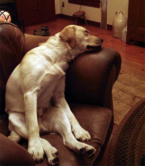 provas-labrador-dormir-qualquer-lugar-07