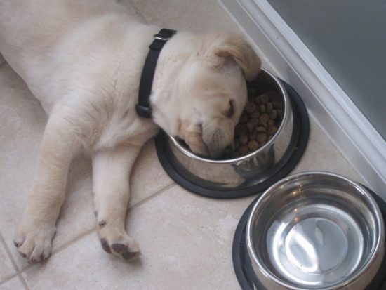 provas-labrador-dormir-qualquer-lugar-08