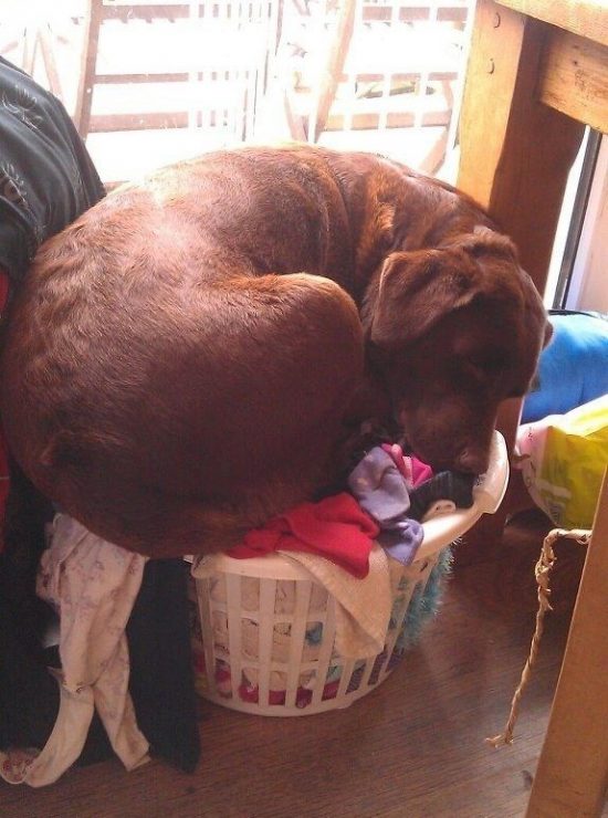 provas-labrador-dormir-qualquer-lugar-11