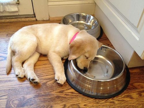 provas-labrador-dormir-qualquer-lugar-12