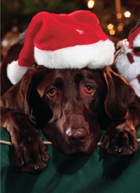 10-labradores-que-nao-se-animaram-como-natal-03