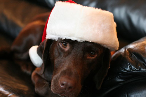 10-labradores-que-nao-se-animaram-como-natal-06