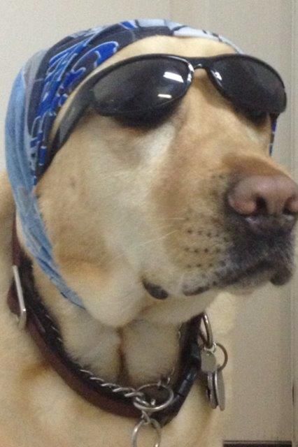 labrador-e-a-melhor-raca-do-mundo-02