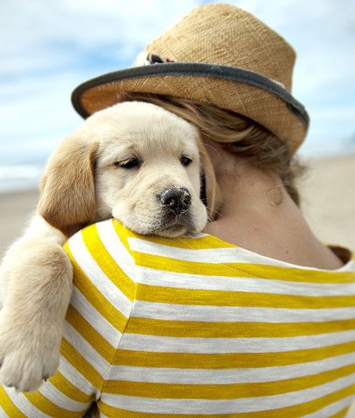 criando-labrador-imagens-1