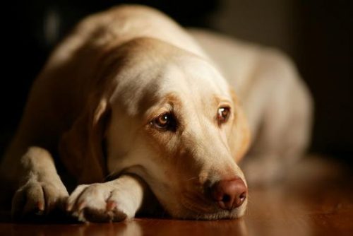 criando-labrador-imagens-11