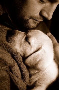 criando-labrador-imagens-4