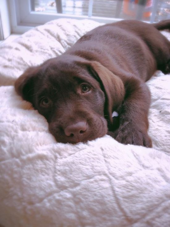 criando-labrador-imagens-8