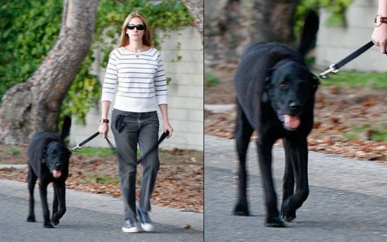 criando-labrador-famosos-julia