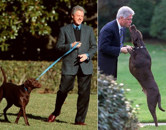 criando-labrador-famosos-labrador-bill