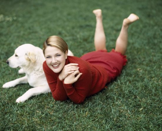 criando-labrador-famosos-labrador-drew