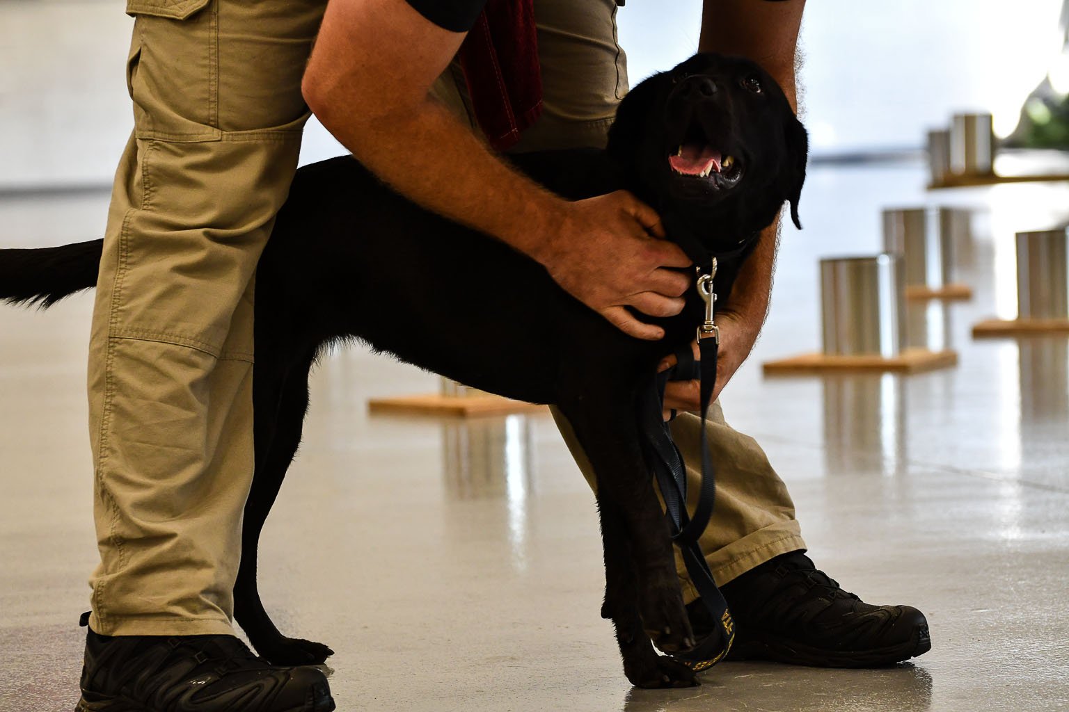 criando-labrador-Labrador é-dispensada-pela-CIA-3