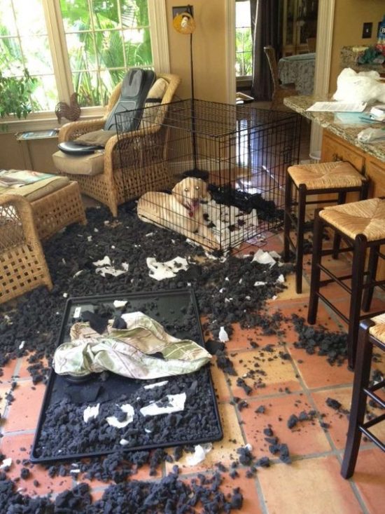 labrador-e-a-melhor-raca-do-mundo-05