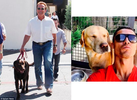 labrador-e-a-melhor-raca-do-mundo